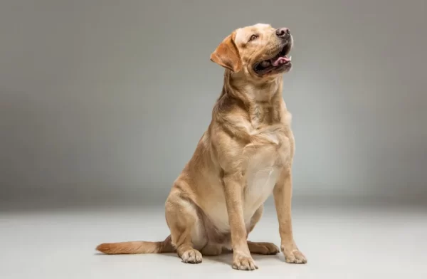 Canine Biochemistry Panel