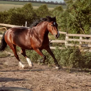 Equine CBC TEST