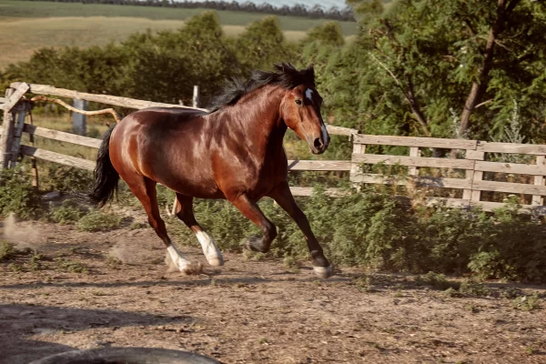 Equine CBC TEST