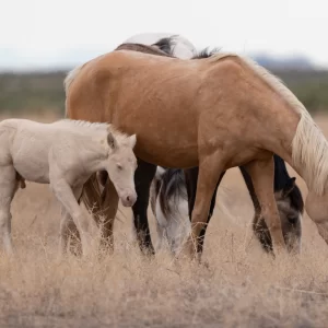 equine biochemistry test