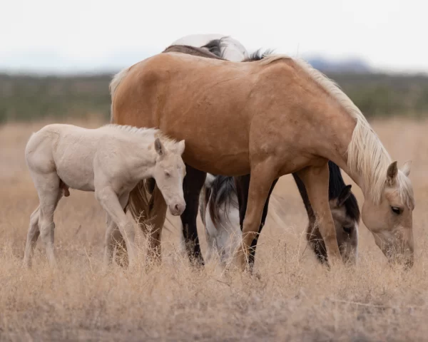 equine biochemistry test