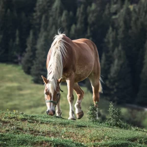 equine liver function test