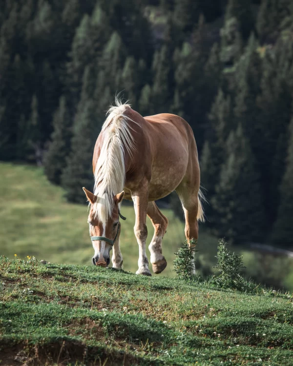 equine liver function test